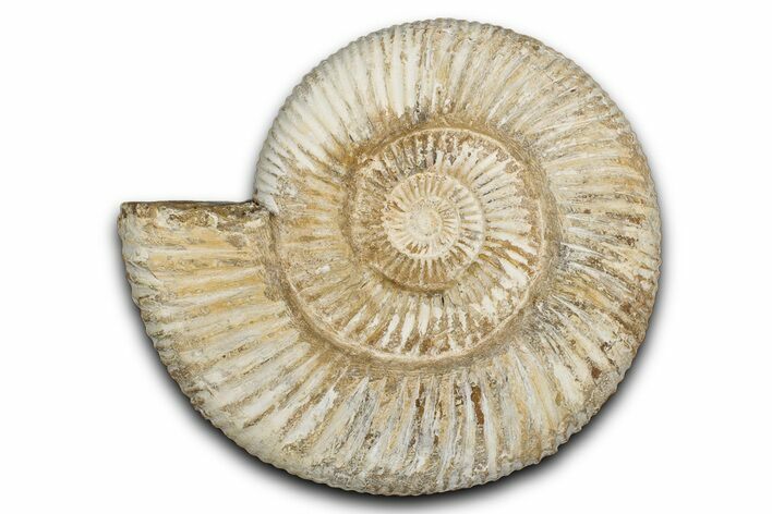 Jurassic Ammonite (Perisphinctes) Fossil - Madagascar #337696